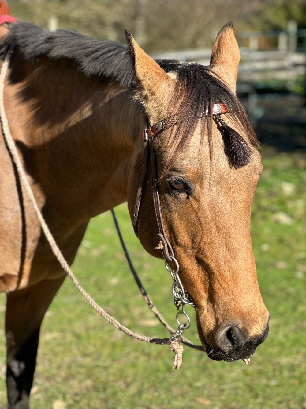 Leather Horse Headstall with horsehair